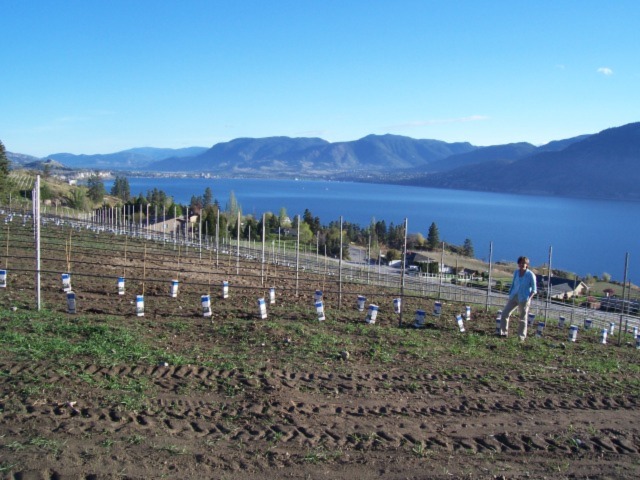 Niva in Desperation Hill Vineyard